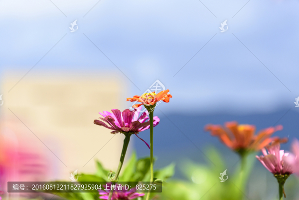 花海