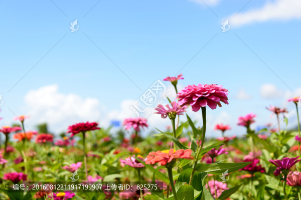 花海