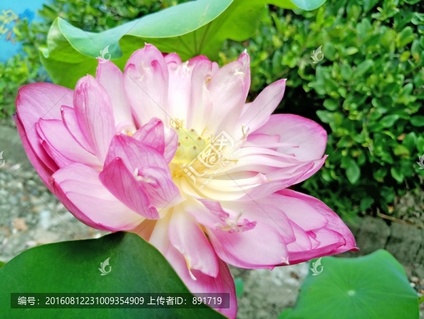 荷花特寫(xiě)