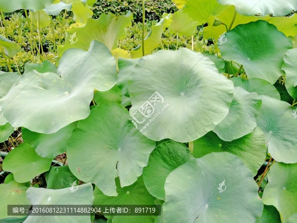 荷葉素材