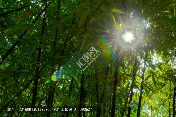 竹林