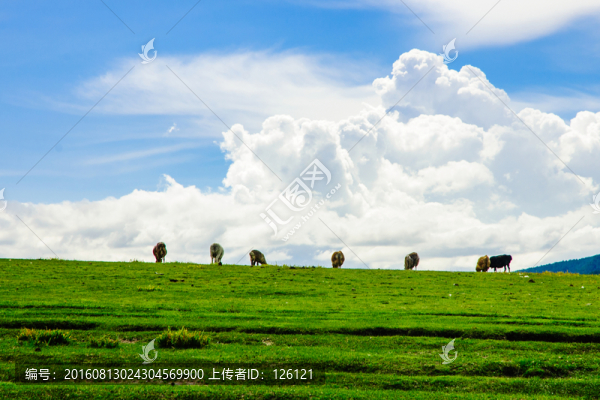 草原風(fēng)光