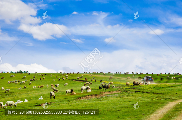 草原風(fēng)光