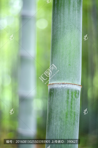 翠竹