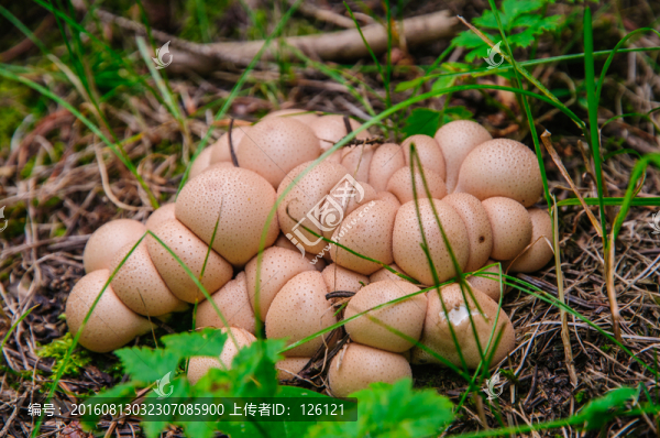 天然野生蘑菇