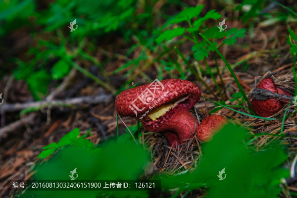 野生蘑菇