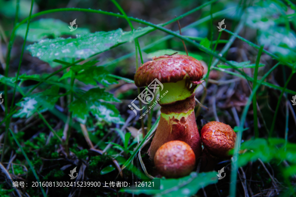 野生蘑菇