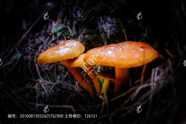 野生蘑菇