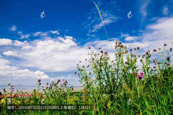 草原風(fēng)光