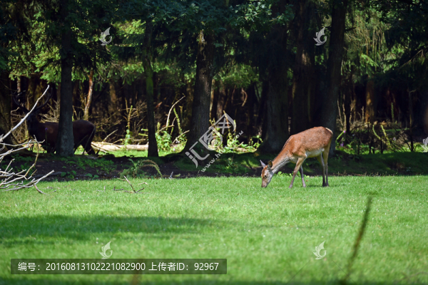 野鹿