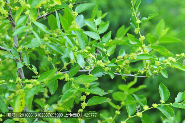 棗花,,棗樹