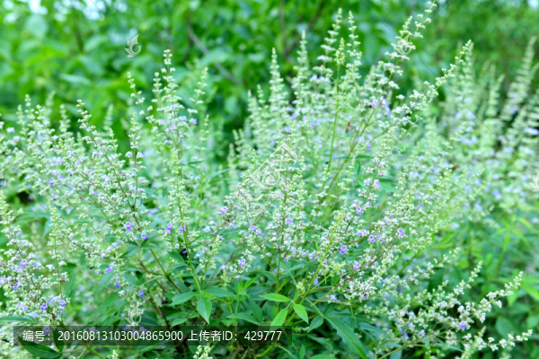 花草