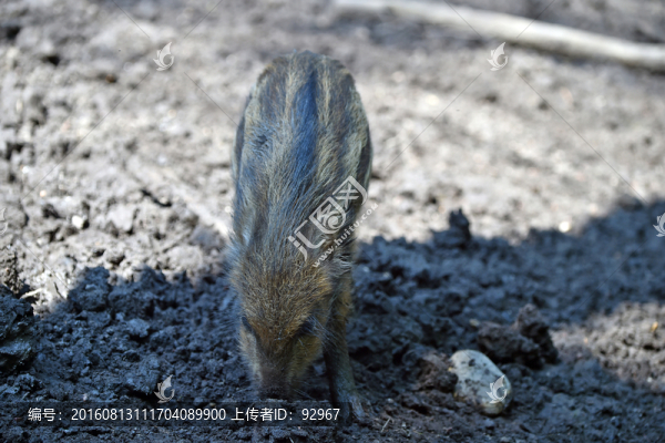 野豬幼崽