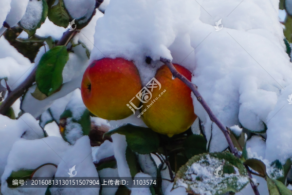 雪中紅蘋果
