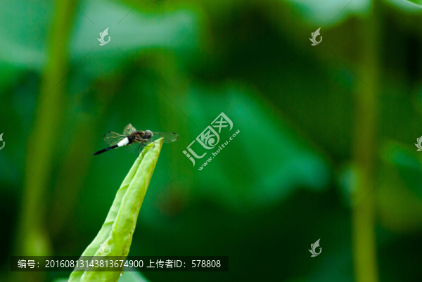 蜻蜓點水,荷葉,荷塘,綠色
