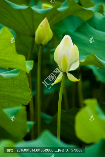 荷塘,荷花,荷葉,蓮蓬,蓮子