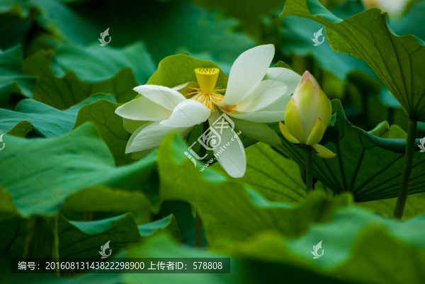 荷塘,荷花,荷葉,蓮蓬,蓮子