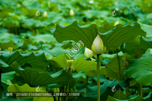 荷花,白花,白荷,蓮花,蓮蓬