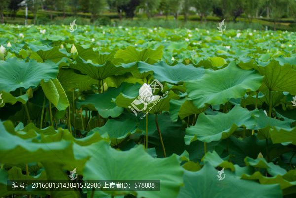 荷花,白花,白荷,蓮花,蓮蓬