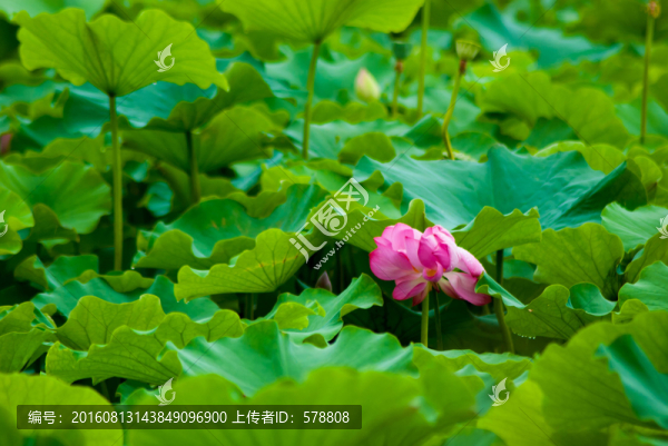 荷花,荷葉,荷塘