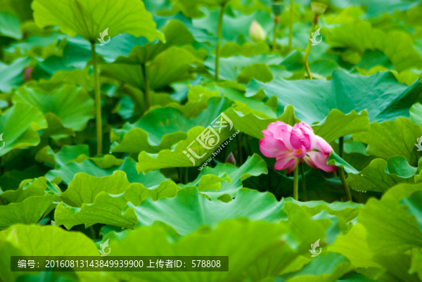 荷花,荷葉,荷塘