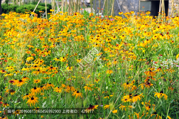 花園,,,花海