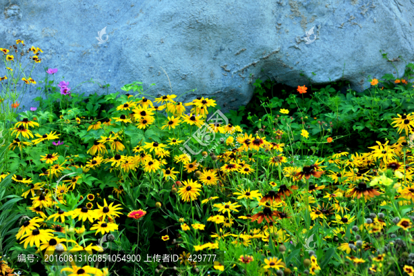 小花,花草,花海