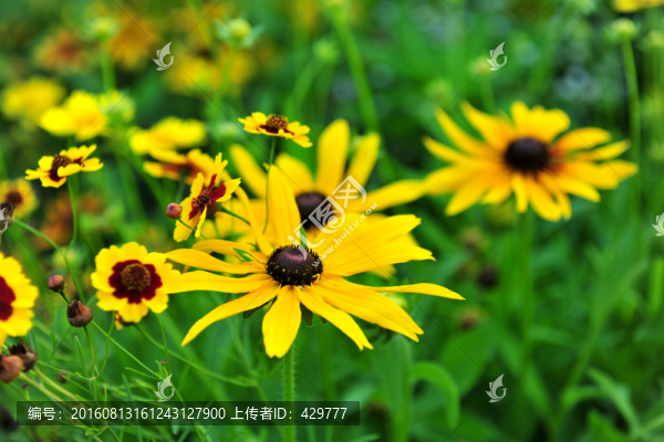 小花,花草,花海