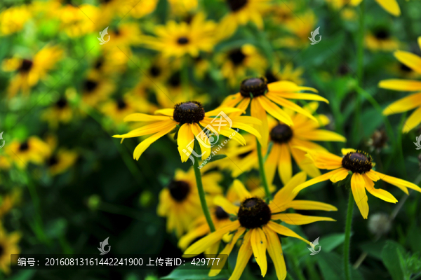 花草,花卉,花海