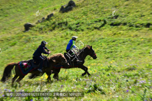 草原牧馬
