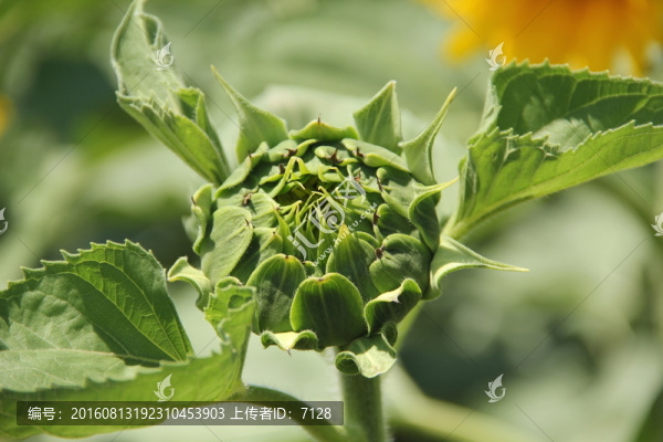 向日葵