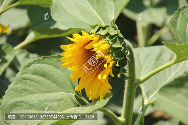 向日葵