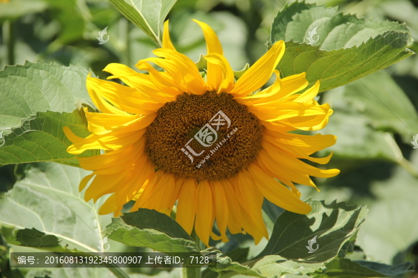 向日葵