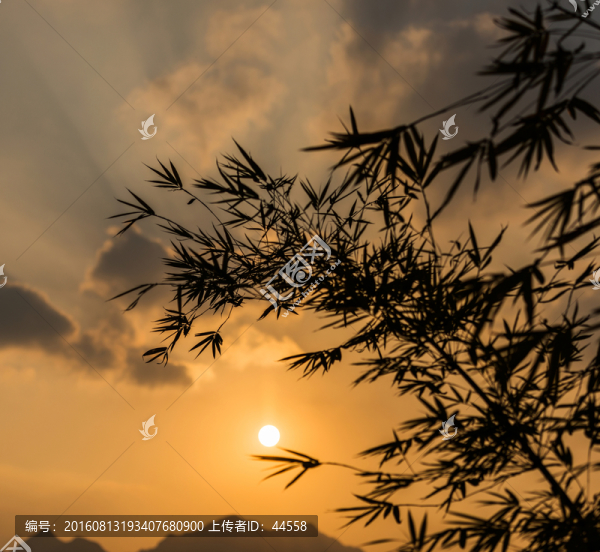 日出,竹子