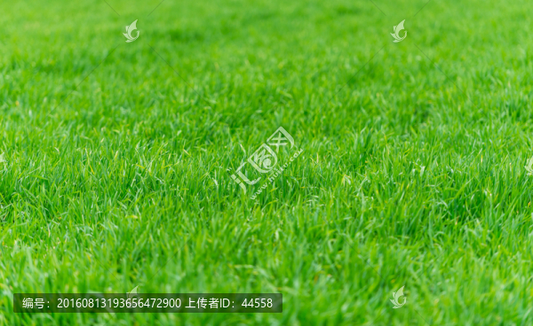 草地