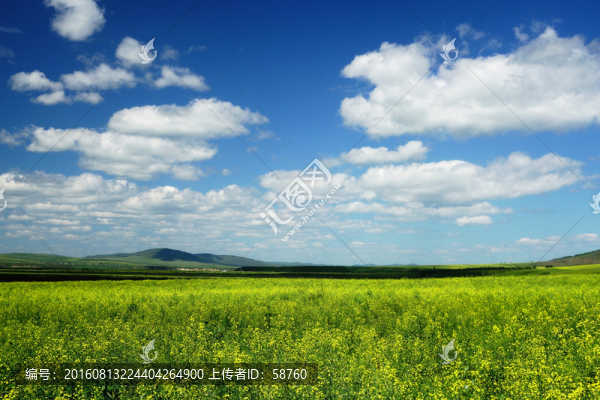 農(nóng)田油菜花開景觀