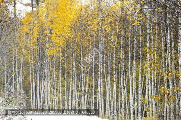 白樺林