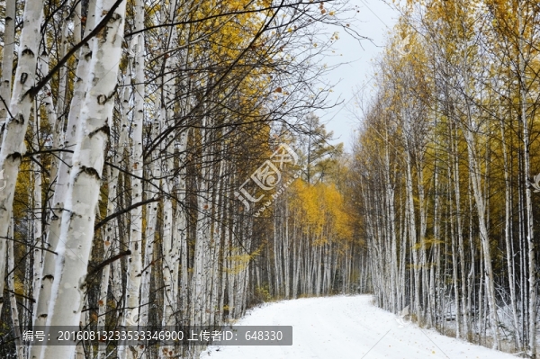 秋雪白樺林
