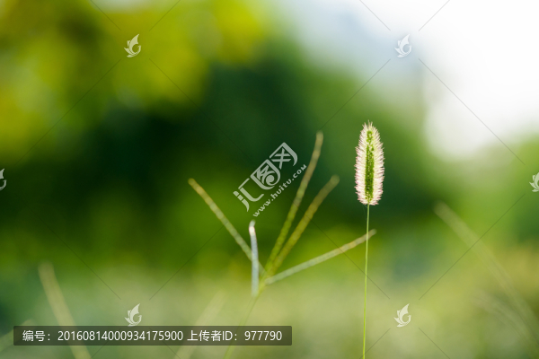 狗尾草
