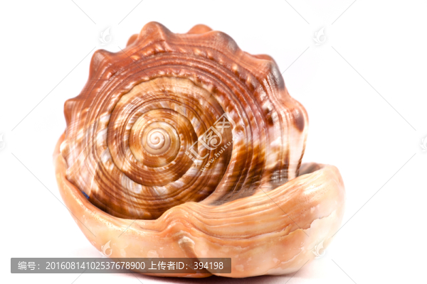 海螺殼