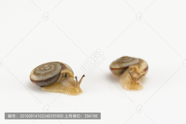 兩只蝸牛