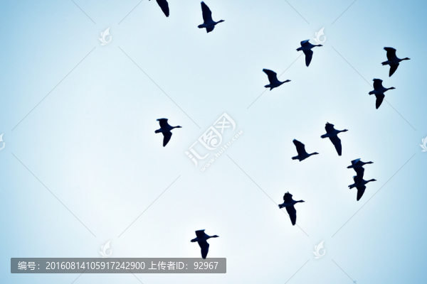 鴻雁