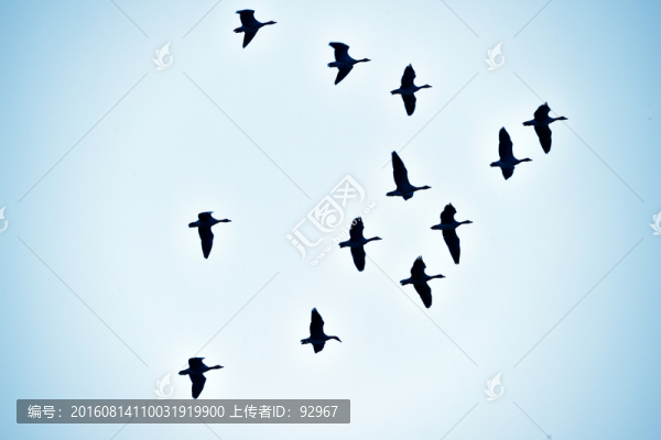 鴻雁