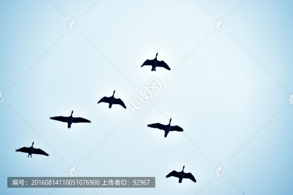 大雁
