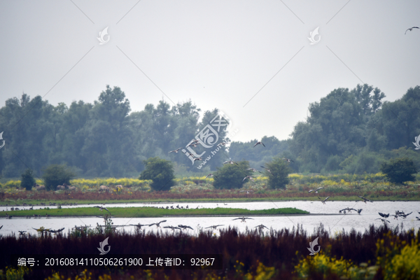 鴻雁