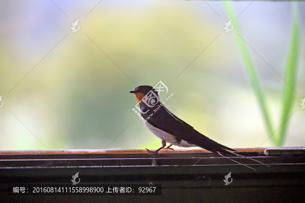 拙燕