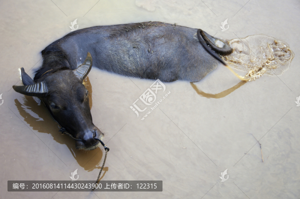 牛尾