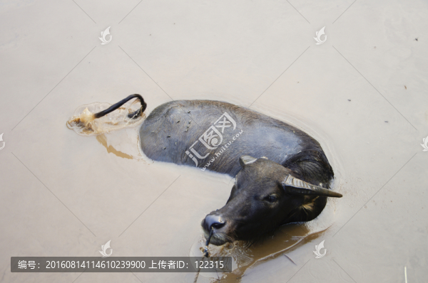 牛