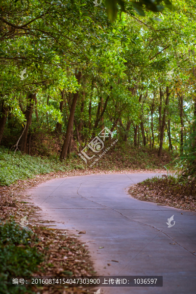 樹林中彎曲的小路