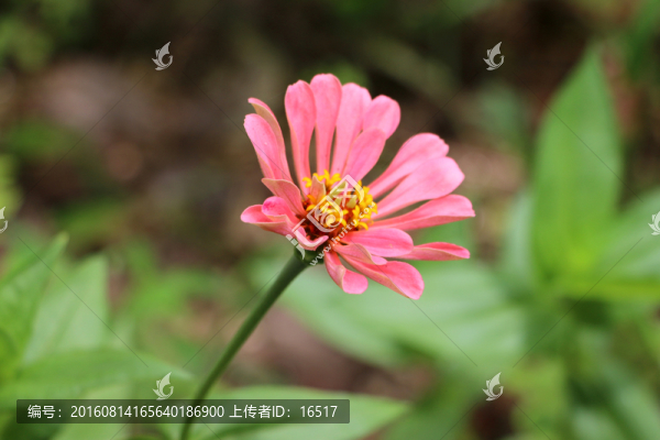 一朵粉色的花